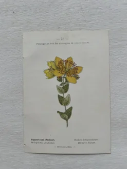 Planche Botanique 1800 Gravure naturaliste ancienne 19eme recto verso