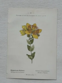 Planche Botanique 1800 Gravure naturaliste ancienne 19eme recto verso