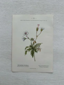 Planche Botanique 1800 Gravure naturaliste ancienne 19eme recto verso