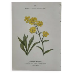 Planche Botanique 1800 Gravure naturaliste ancienne 19eme recto verso