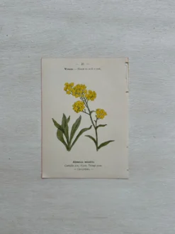 Planche Botanique 1800 Gravure naturaliste ancienne 19eme recto verso