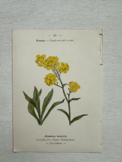 Planche Botanique 1800 Gravure naturaliste ancienne 19eme recto verso