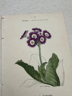 Planche Botanique 1800 Gravure naturaliste ancienne 19eme recto verso