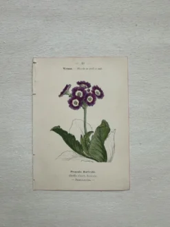 Planche Botanique 1800 Gravure naturaliste ancienne 19eme recto verso