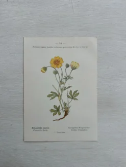 Planche Botanique 1800 Gravure naturaliste ancienne 19eme recto verso