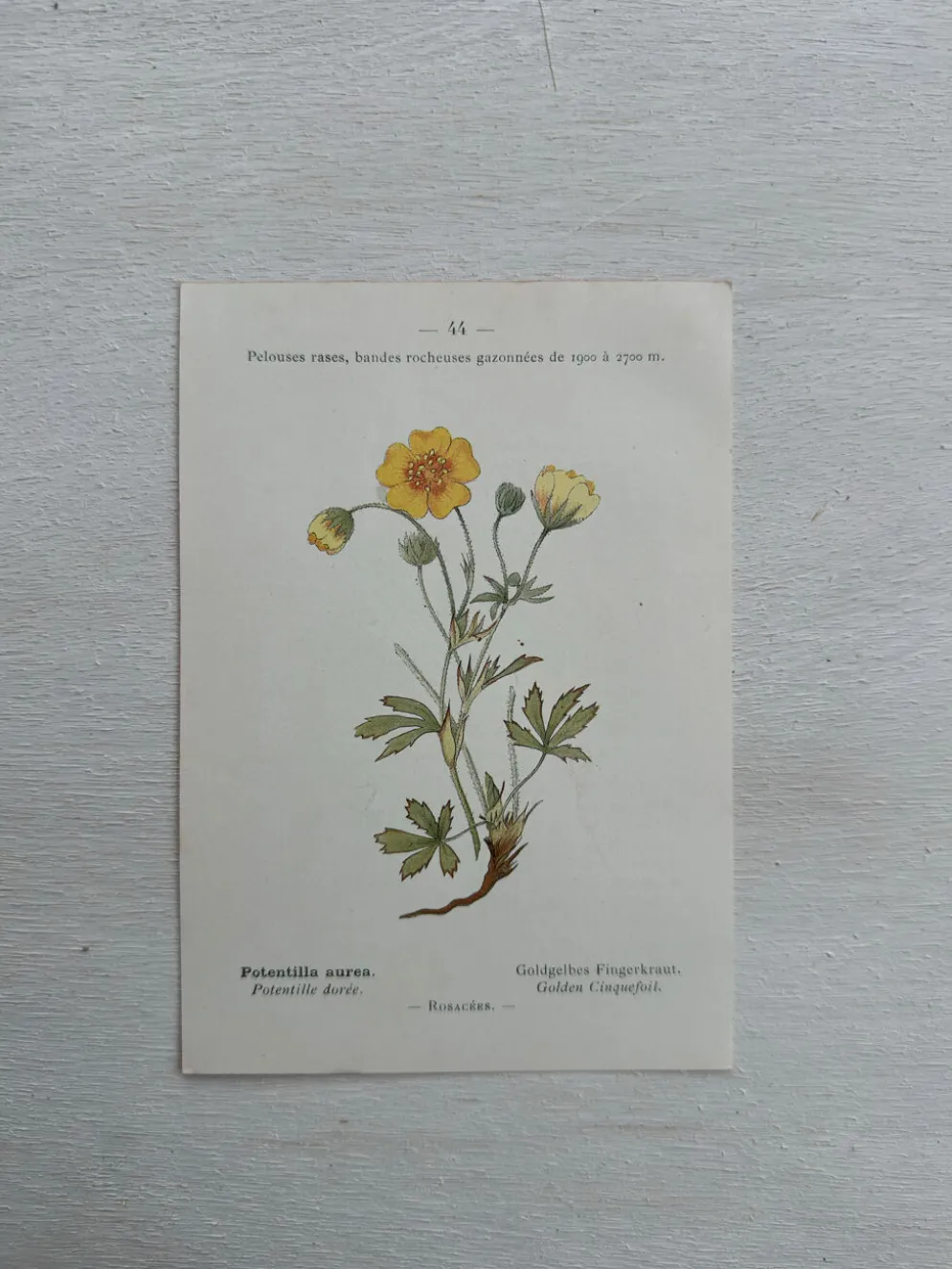 Planche Botanique 1800 Gravure naturaliste ancienne 19eme recto verso