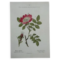 Planche Botanique 1800 Gravure naturaliste ancienne 19eme recto verso