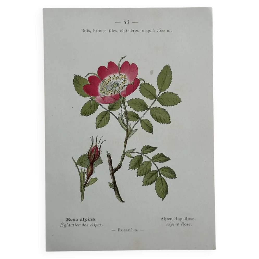 Planche Botanique 1800 Gravure naturaliste ancienne 19eme recto verso