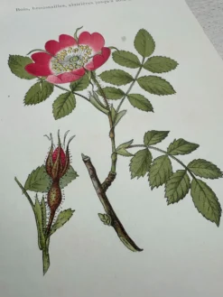 Planche Botanique 1800 Gravure naturaliste ancienne 19eme recto verso