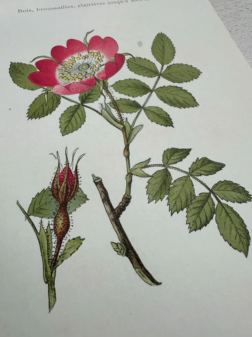 Planche Botanique 1800 Gravure naturaliste ancienne 19eme recto verso