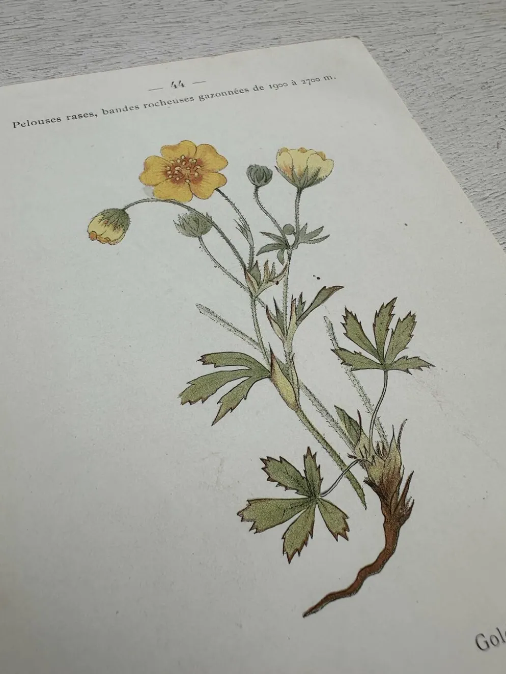 Planche Botanique 1800 Gravure naturaliste ancienne 19eme recto verso