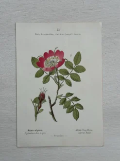 Planche Botanique 1800 Gravure naturaliste ancienne 19eme recto verso