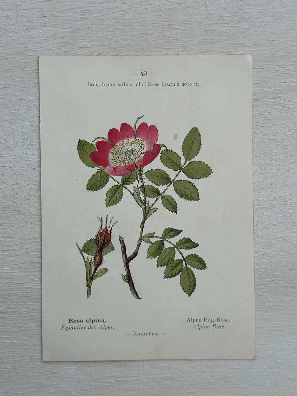 Planche Botanique 1800 Gravure naturaliste ancienne 19eme recto verso