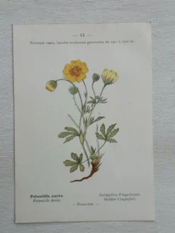 Planche Botanique 1800 Gravure naturaliste ancienne 19eme recto verso