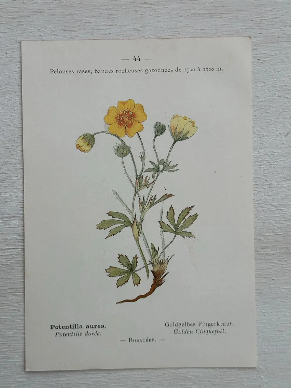 Planche Botanique 1800 Gravure naturaliste ancienne 19eme recto verso
