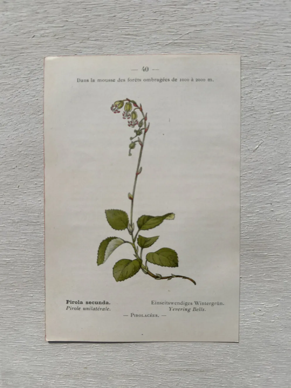 Planche Botanique 1800 Gravure naturaliste ancienne 19eme recto verso