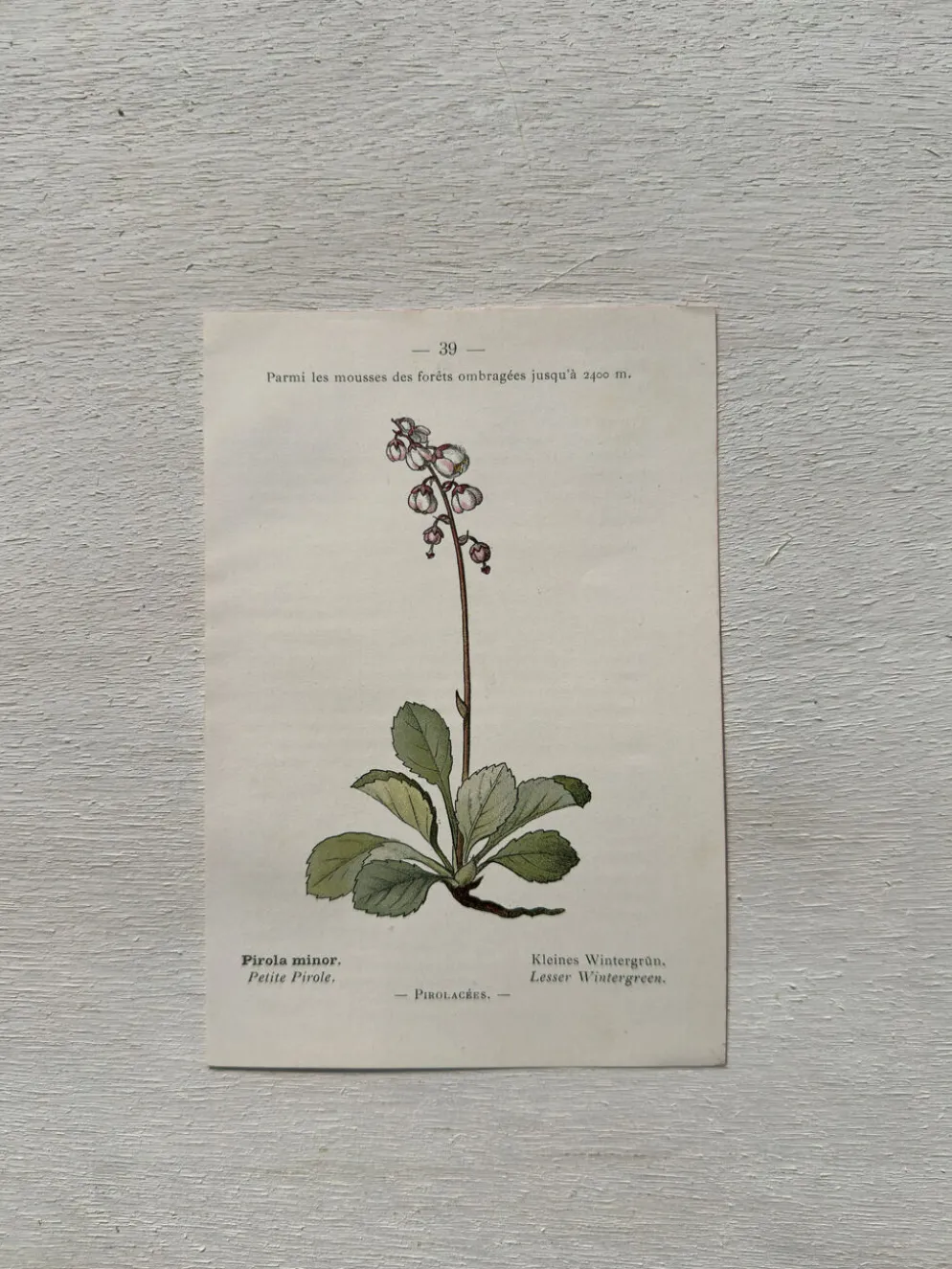 Planche Botanique 1800 Gravure naturaliste ancienne 19eme recto verso