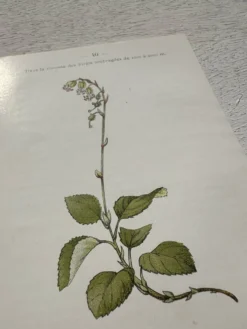 Planche Botanique 1800 Gravure naturaliste ancienne 19eme recto verso