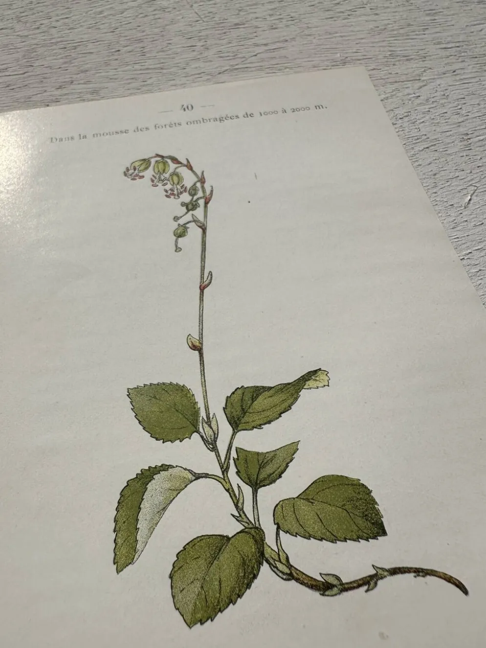 Planche Botanique 1800 Gravure naturaliste ancienne 19eme recto verso