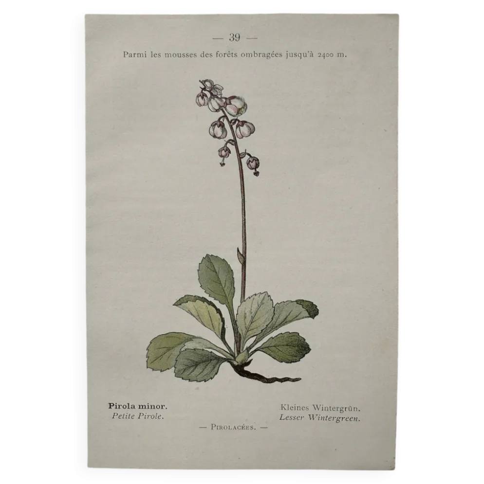 Planche Botanique 1800 Gravure naturaliste ancienne 19eme recto verso