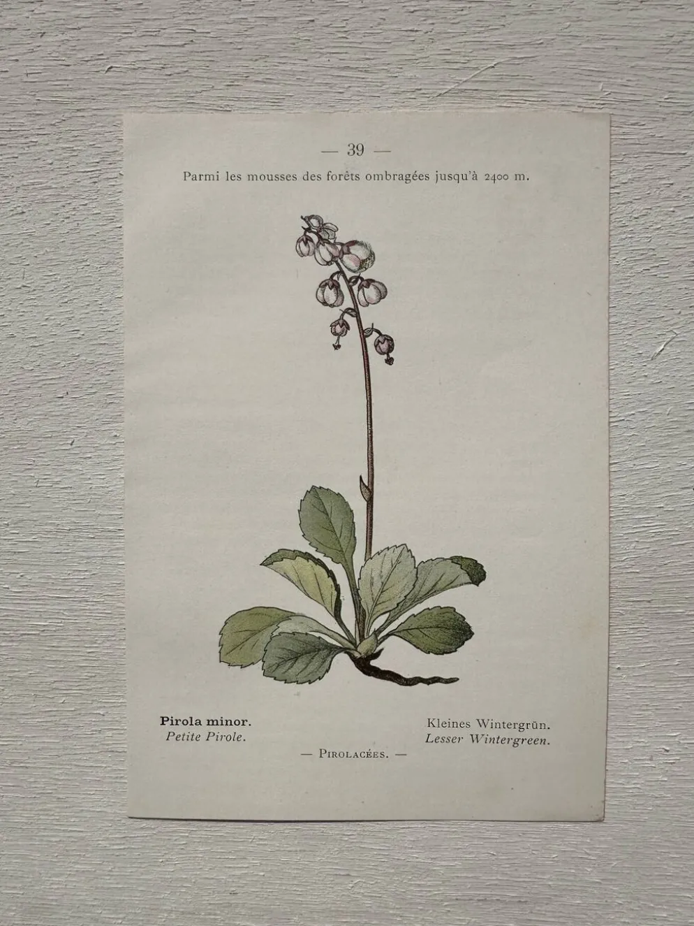 Planche Botanique 1800 Gravure naturaliste ancienne 19eme recto verso