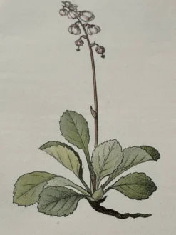 Planche Botanique 1800 Gravure naturaliste ancienne 19eme recto verso