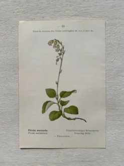 Planche Botanique 1800 Gravure naturaliste ancienne 19eme recto verso