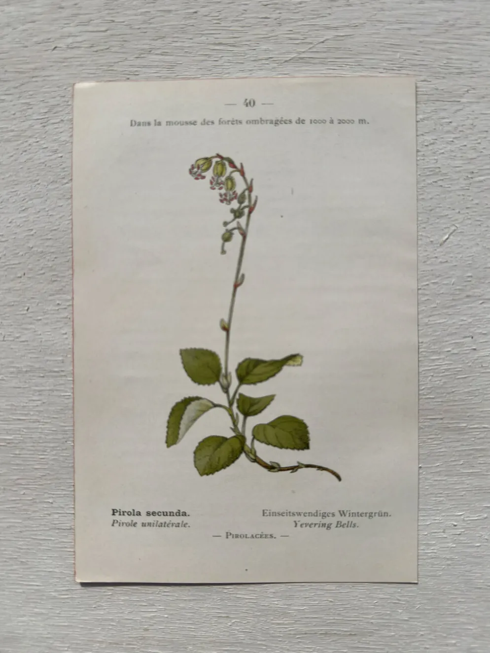 Planche Botanique 1800 Gravure naturaliste ancienne 19eme recto verso
