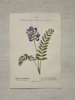 Planche Botanique 1800 Gravure naturaliste ancienne 19eme recto verso