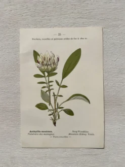 Planche Botanique 1800 Gravure naturaliste ancienne 19eme recto verso