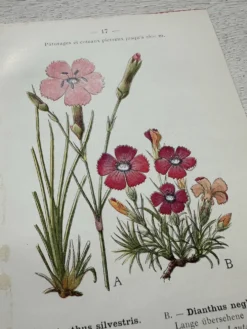 Planche Botanique 1800 Gravure naturaliste ancienne 19eme recto verso