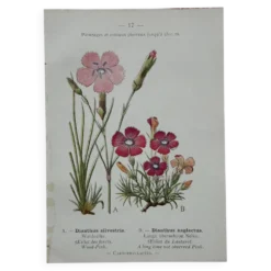 Planche Botanique 1800 Gravure naturaliste ancienne 19eme recto verso
