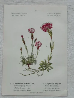 Planche Botanique 1800 Gravure naturaliste ancienne 19eme recto verso