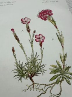 Planche Botanique 1800 Gravure naturaliste ancienne 19eme recto verso