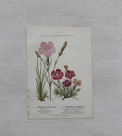 Planche Botanique 1800 Gravure naturaliste ancienne 19eme recto verso