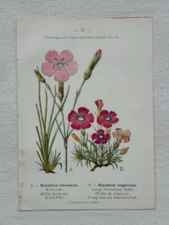 Planche Botanique 1800 Gravure naturaliste ancienne 19eme recto verso