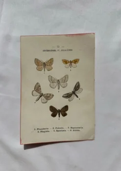 Planche Botanique 1800 Gravure naturaliste ancienne 19eme recto verso