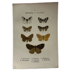 Planche Botanique 1800 Gravure naturaliste ancienne 19eme recto verso