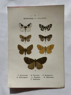 Planche Botanique 1800 Gravure naturaliste ancienne 19eme recto verso