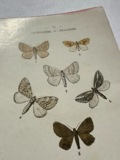 Planche Botanique 1800 Gravure naturaliste ancienne 19eme recto verso