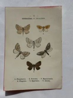 Planche Botanique 1800 Gravure naturaliste ancienne 19eme recto verso
