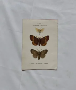 Planche Botanique 1800 Gravure naturaliste ancienne 19eme recto verso