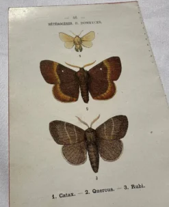 Planche Botanique 1800 Gravure naturaliste ancienne 19eme recto verso
