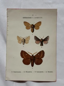 Planche Botanique 1800 Gravure naturaliste ancienne 19eme recto verso