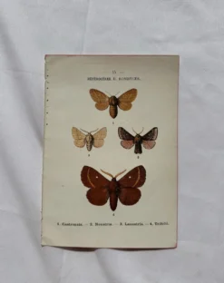 Planche Botanique 1800 Gravure naturaliste ancienne 19eme recto verso
