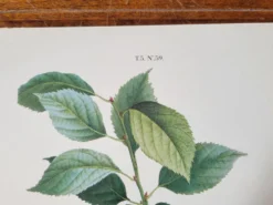 Planche botanique Prunier de JP Redouté