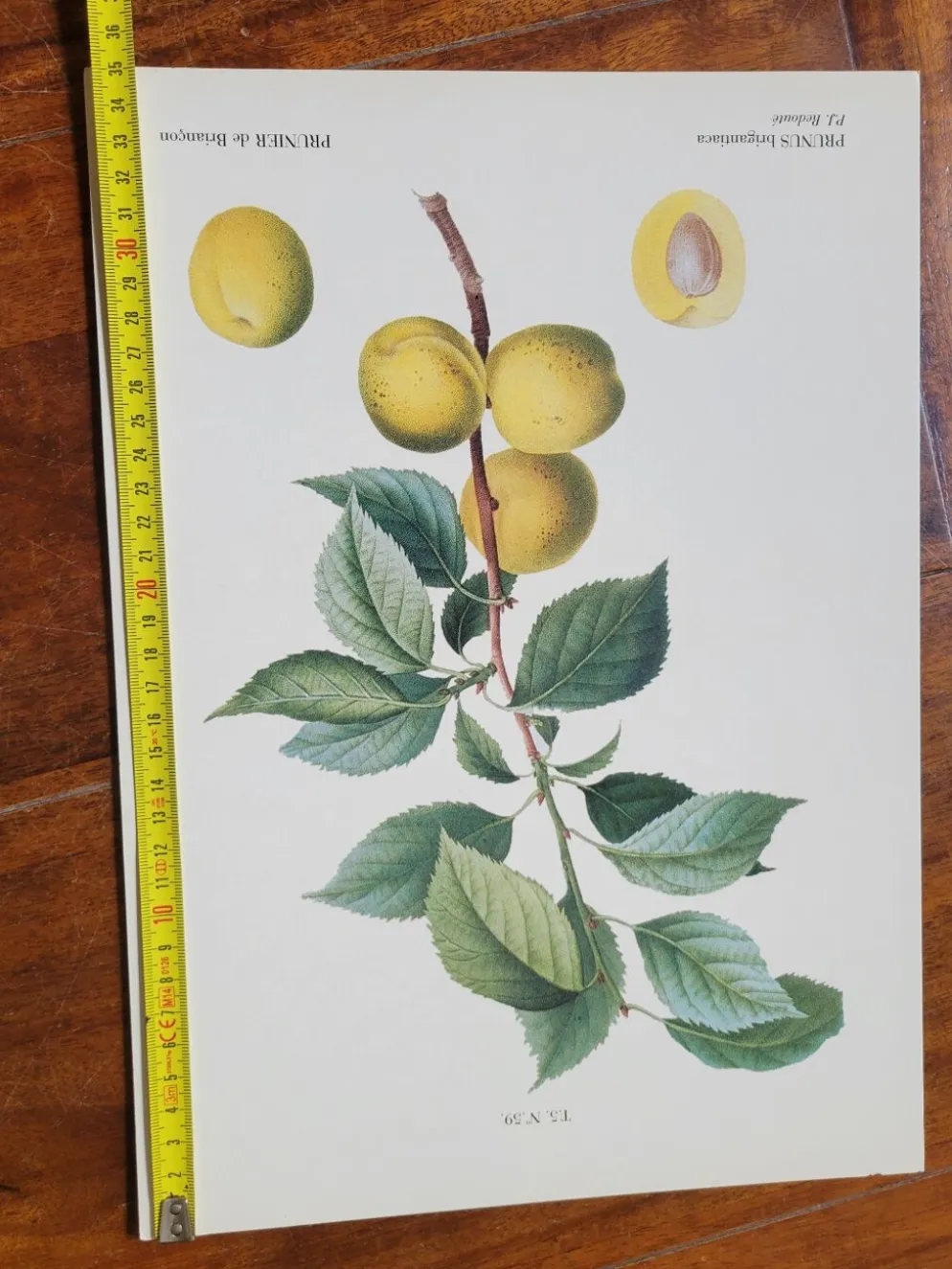Planche botanique Prunier de JP Redouté