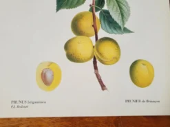 Planche botanique Prunier de JP Redouté