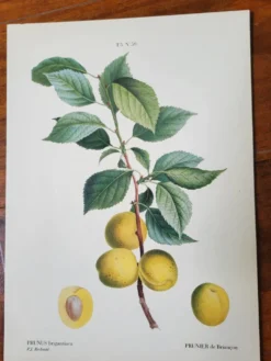 Planche botanique Prunier de JP Redouté