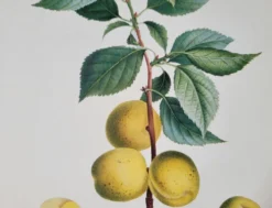 Planche botanique Prunier de JP Redouté